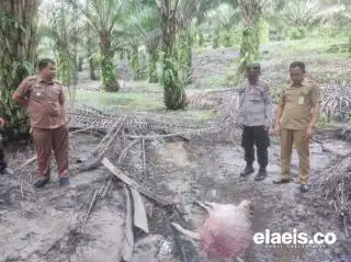 Diduga Dimangsa Harimau, Sapi Milik Warga Ditemukan Tewas di Kebun Sawit PTPN V Lubuk Dalam