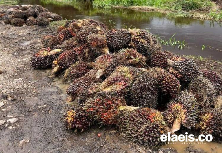 Kerek Harga TBS, Berikut Daftar Harga Jual CPO dan Kernel di Riau