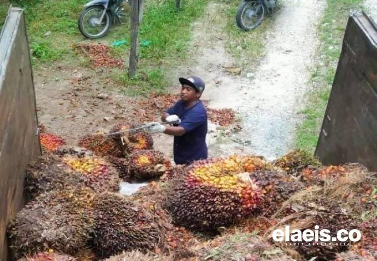 Pemerintah Seharusnya Ambil Tindakan Hukum terhadap PKS Tanpa HGU