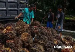 Anjlok, Harga Kelapa Sawit di Sulbar Hanya Rp2.183,90/kg