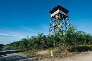 Menara Tampak Tegak Gagah di Perkebunan Sawit di Inhu, Apa Fungsinya?