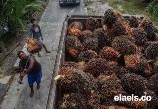 Naik Lagi, Pekan ini Harga TBS di Kalbar Rp2.421,08/Kg
