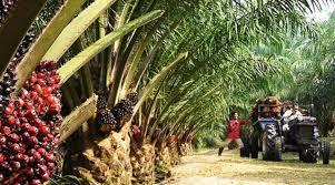 Segini Harga Jual CPO dan Kernel di Riau Awal Maret
