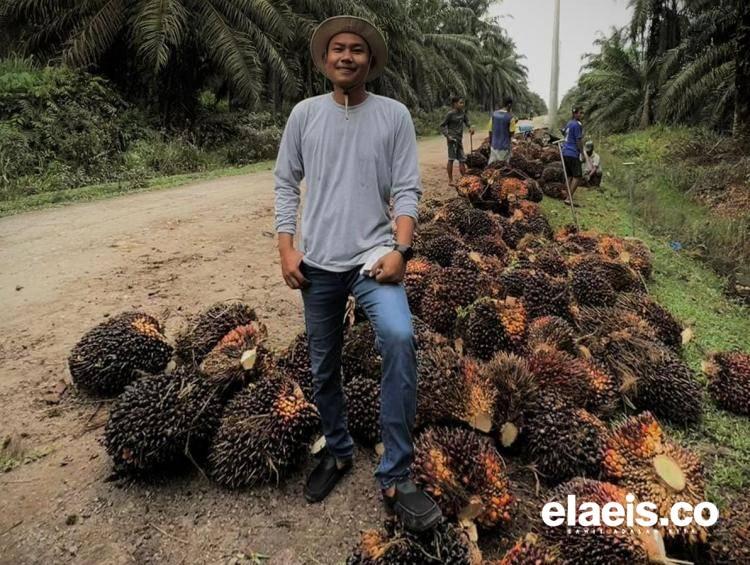 95,8 Persen Anggaran BPDPKS Tahun 2022 Dialokasikan untuk Biodiesel, Petani Kebagian Sedikit