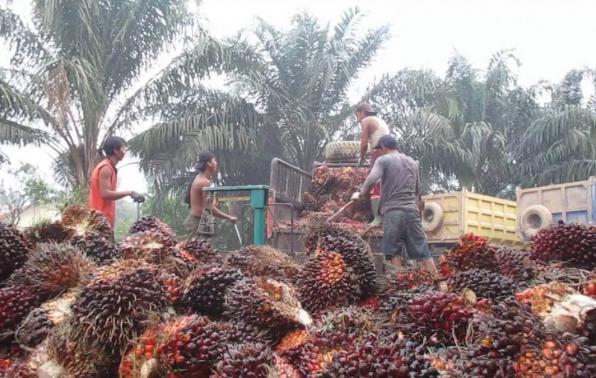 Penerbitan STDB Kebun Sawit di Babel Over Target