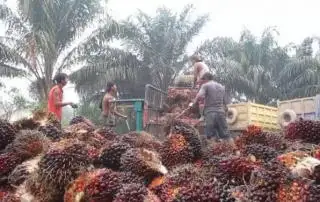 Penerbitan STDB Kebun Sawit di Babel Over Target