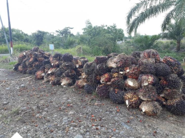 Produksi TBS Petani Turun, Pemerintah Pusat Diminta Cari Solusi