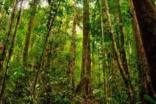 Desak Percepatan Penetapan Kawasan Hutan, DLHK Riau: Progresnya Baru 48 Persen