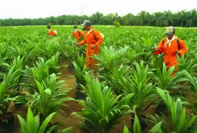Puluhan Ribu Bibit Sawit Gratis Siap Dibagikan, ini Syarat Penerimanya