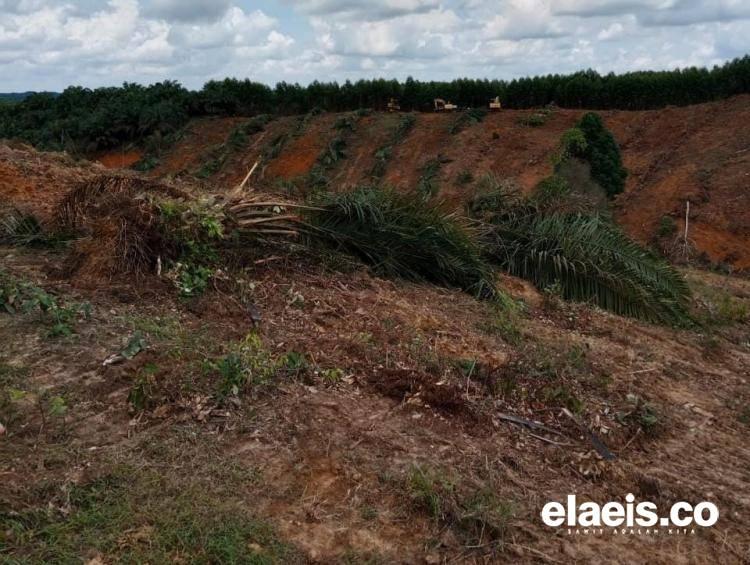 Petani Terkulai Lihat Kebun Sawitnya Ditebangi, Ini Kata Pihak Korporasi