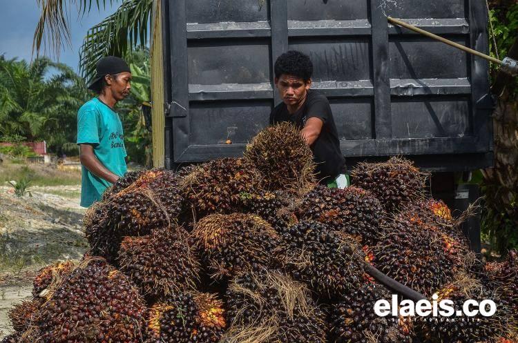 Buruh Kebun Juga Berhari Raya!