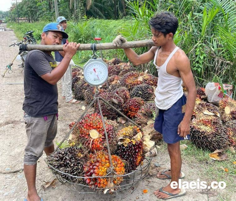 Petani Mengeluh, Harga TBS Sawit Terus Bergerak Turun