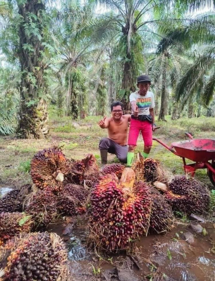 Petani Sawit Berharap Harga TBS Naik Selama Ramadan
