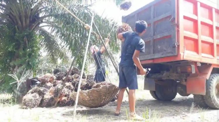 Petani Sawit Diminta Belanjakan Setidaknya 30% Hasil Penjualan TBS