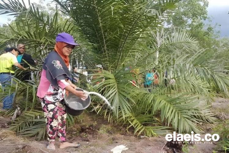 Didorong Sektor Sawit, Nilai Tukar Petani Nasional Tumbuh 0,29 Persen