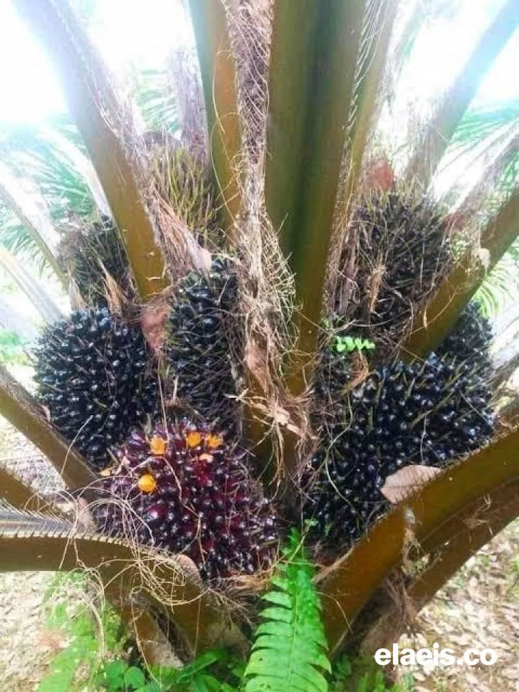 Harga TBS Sawit di Rohul Masih Stagnan, Segini per Kilogramnya