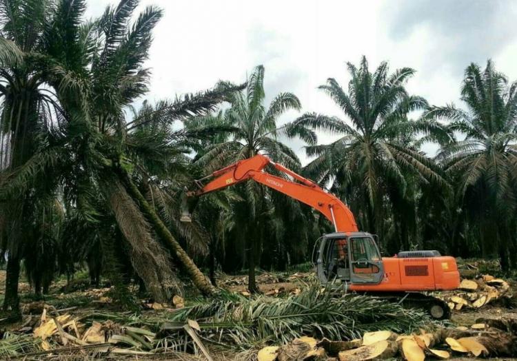 Pemda Diminta Genjot Replanting Sawit