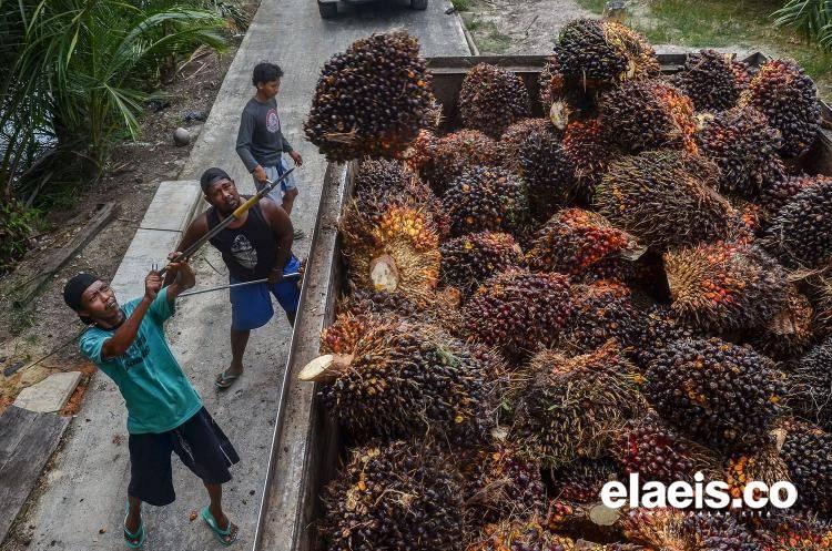 Setelah Libur Lebaran, Sejak Kemarin PT Bio Nusantara Kembali Beroperasi