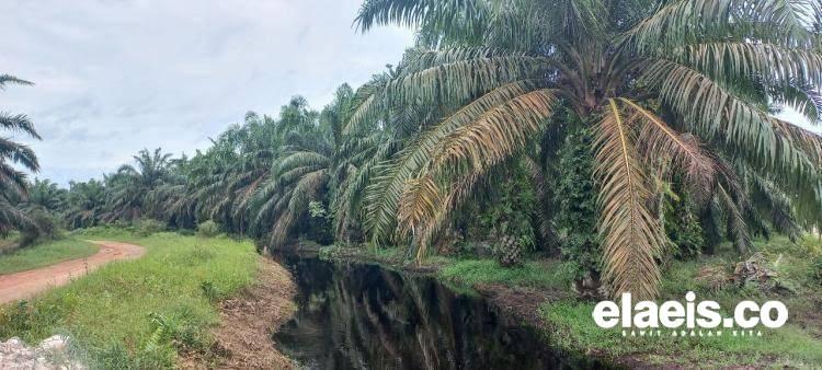 Tinggi, Minat Petani di Inhu Ikut Program PSR
