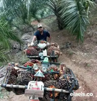 Desak Gubernur Bengkulu Tindak PKS Nakal, APKS: Banyak Petani Panennya Hanya Setengah Ton