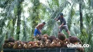 Nilai Tukar Petani April 2023 Turun 0,34 Persen