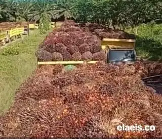 Antrian Truk Pengangkut Kelapa Sawit Mengular di Salah Satu PKS di Kukar