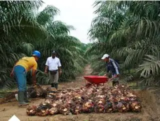 Kehidupan BHL di Perkebunan Sawit Masih Jauh dari Kata Sejahtera
