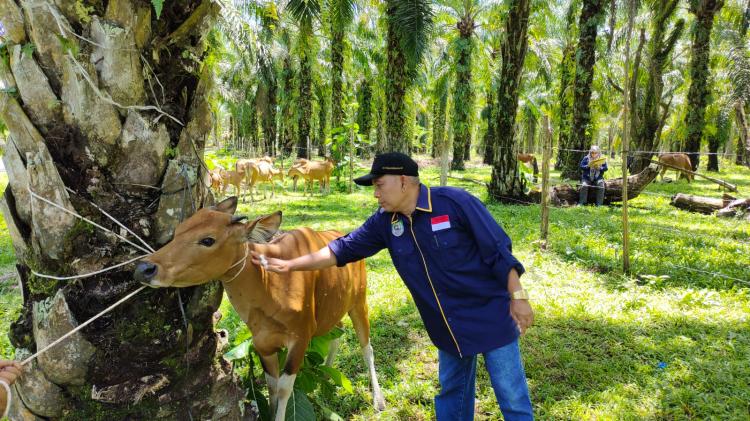 Bangka Tengah Genjot Program Integrasi Sawit-Sapi