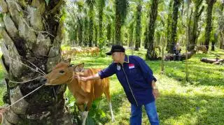 Bangka Tengah Genjot Program Integrasi Sawit-Sapi