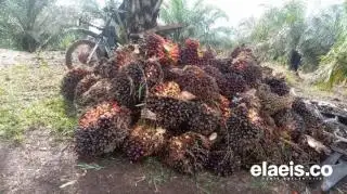 Ikuti Jejak Minyak Kedelai, Harga CPO di Malaysia Juga Suram