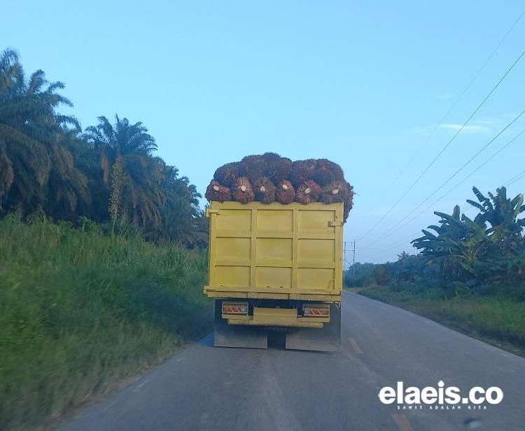 Harga Sawit Petani Swadaya di Sumut Turun Jadi Rp2.000/Kg