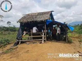 Separuh Tanaman PSR di Aceh Tamiang Rusak Akibat Hama, Ini yang Dituding Jadi Penyebabnya