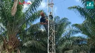Hambat Transaksi, Petani Sawit di Bengkulu Keluhkan Blank Spot
