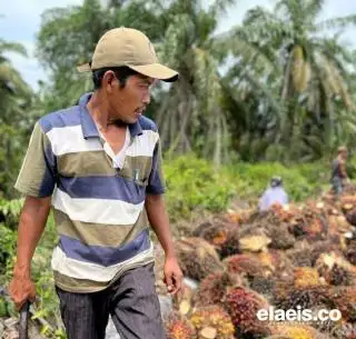 Sudah 1.228 Peserta Lolos Seleksi Administrasi Beasiswa SDM Sawit