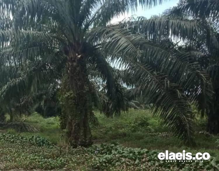 Indonesia-Malaysia Temui Parlemen Uni Eropa, Ini yang Dibahas