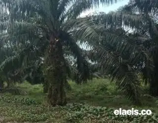 Indonesia-Malaysia Temui Parlemen Uni Eropa, Ini yang Dibahas