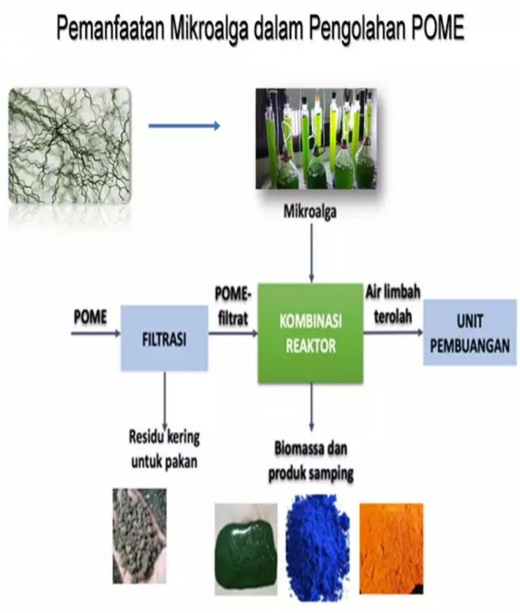 Peneliti BRIN dan ITB Olah Limbah Cair Pabrik Sawit Jadi Pewarna Makanan dan Pakan Ikan