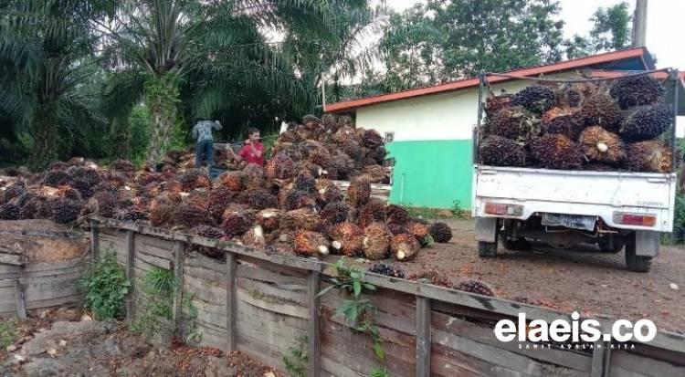 Tiga PKS di Babel Tak Beli Kelapa Sawit, Begini Alasannya