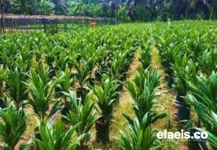 Aspek-PIR Banten Dukung Pemberantasan Bibit Kelapa Sawit Ilegal: Sangat Merugikan Petani