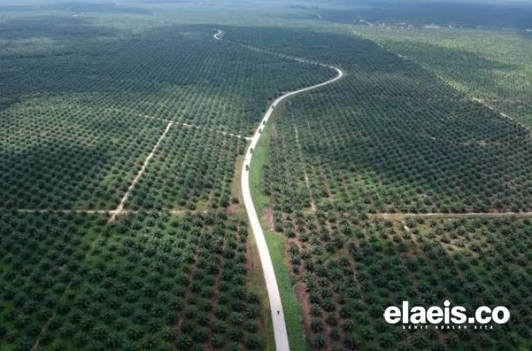 9 Perusahaan Ini Jadi Acuan Penetapan Harga TBS Sawit Kemitraan Swadaya di Riau