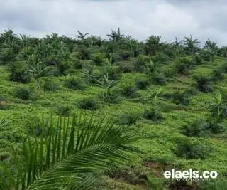 Apkasindo Sumbar Desak BPDPKS Realisasikan Pembangunan PKS Petani di Dharmasraya