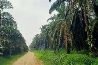 Perkembangan Mutakhir Industri Sawit Indonesia: Ternyata Sawit Paling Efisien dalam Penggunaan Lahan