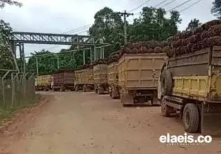 Harga TBS Sawit Mitra Swadaya di Riau Ditetapkan Naik Meskipun Plasma Turun, Ini Daftarnya