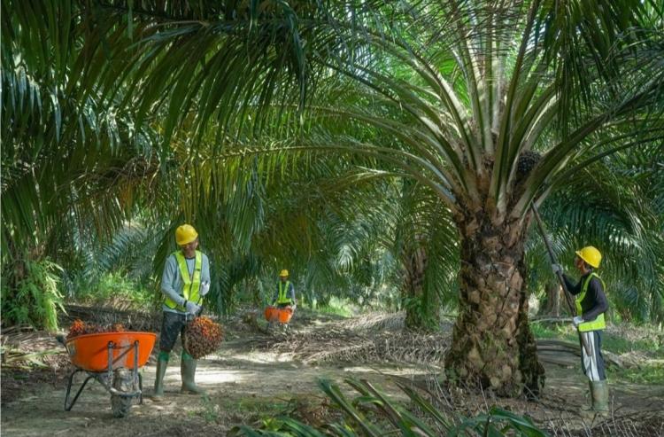 Perusahaan ini 'Kawinkan' RSPO dan ISPO, ini Tujuannya