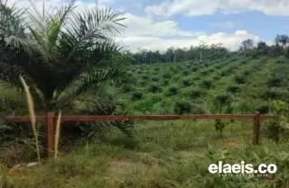 9 PKS di Riau Masuk Dalam Kawasan Hutan, DPRD Minta DLHK Riau Lakukan Langkah Penertiban