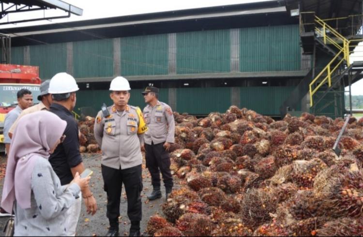 Harga TBS Sawit di Jambi Turun, Berikut Daftar Harganya