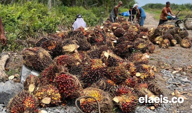 Minta Cangkang Masuk Hitungan, Petani: Bisa Dongkrak Harga TBS Sawit sampai 2 Persen