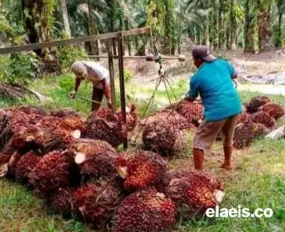 OJK Tingkatkan Kesejahteraan Petani Sawit Lewat Pembiayaan Perbankan