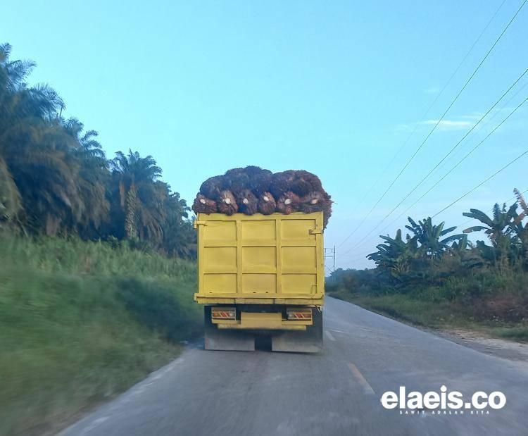 Pekan Lalu Baru Nanjak, Kini Harga Sawit Petani Swadaya di Riau Jeblok Lagi, Berikut Daftarnya