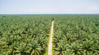 Perkembangan Mutakhir Industri Sawit Indonesia: Minyak Sawit Meminimumkan Trade-off Food-Fuel